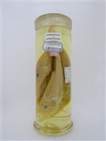 藏品(平面黃魴鮄)的圖片